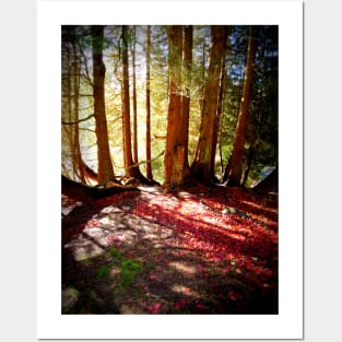 Forest Beams, Stourhead Landscape Gardens, UK Posters and Art